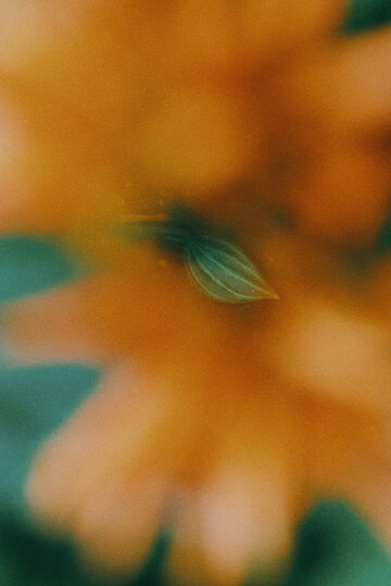 Close-up view of vibrant orange textured organic matter or blossoms
