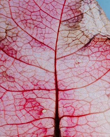 Macro close-up view of an intricate pink leaf vein structure lit from behind