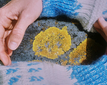 Close-up view of hands holding a piece of bright yellow lichen growing over a grey stone, resting against blue knit fabric