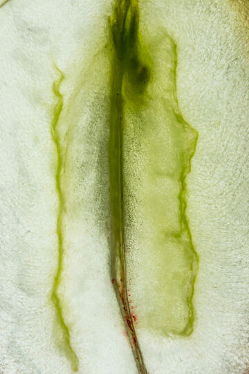 Close-up slice view of a green plant stem or cell tissue cross-section