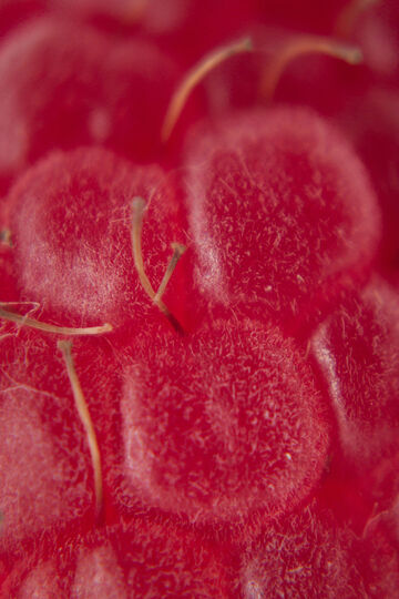 Macro close-up view highlighting the cellular textured surface of a ripe red raspberry