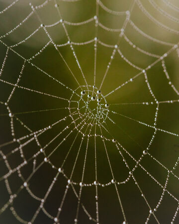 Close-up of a concentric spider web covered in dew drops against a soft-focus green background