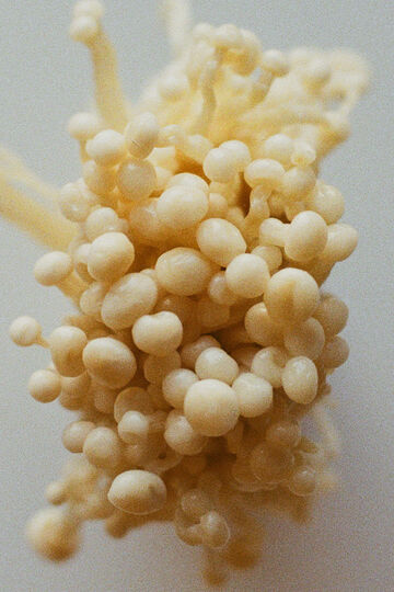 Macro close-up view of a cluster of slender white enoki mushroom caps packed tightly together