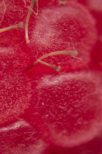 Close-up of a pink raspberry