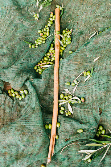 Close-up of a slender natural branch resting across a textured, mossy green earth backdrop