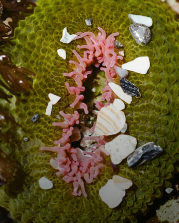 Close-up view of a circular, textured green sea sponge decorated with small pink polyps, sea shells, and stones