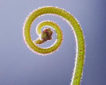 Macro close-up view of a vibrant neon green, furry organic plant frond unfurling in a tight spiral against a soft purple backdrop