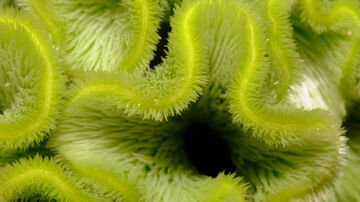 Abstract macro close-up of a vibrant neon green, wavy organic plant texture with fine fuzzy edges