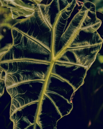 Macro close-up view highlighting the detailed veins of a large, dark green textured tropical leaf