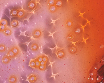 Close-up view of shimmering pink or orange liquid containing clusters of glistening clear bubbles and small geometric patterned structures