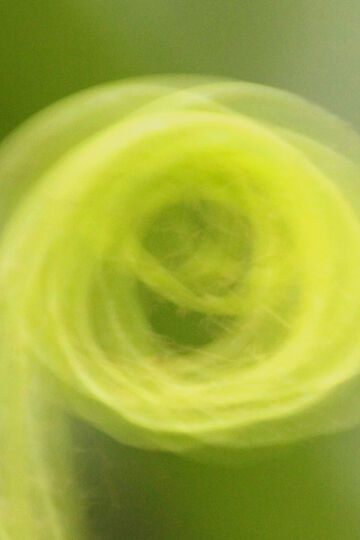 An abstract, soft-focus macro image showing a vibrant light green plant frond or leaf unfurling in a tight spiral