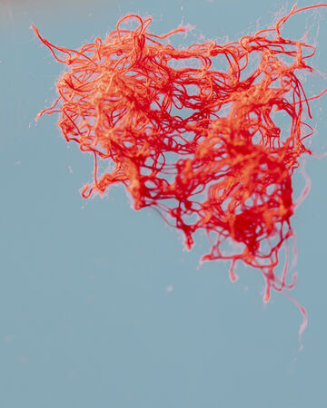 Abstract close-up of a tangled bright red fibrous organic structure floating against a clear light blue background