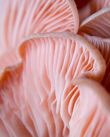 Macro close-up view of overlapping pink oyster mushroom gills showing delicate organic folds