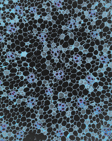 Microscopic cross-section view of a cell wall tissue structure showing repeating black and blue circular patterns