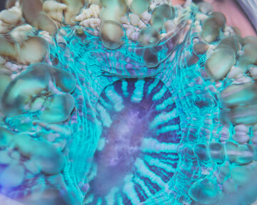 Top-down macro close-up view of a vibrant blue and green organic coral structure underwater