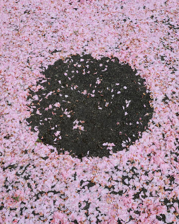 Black soil with pink shredded flower pieces