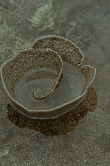 Top-down close-up view of a thin, dark grey spiral organic structure or shell resting on a wet stone surface
