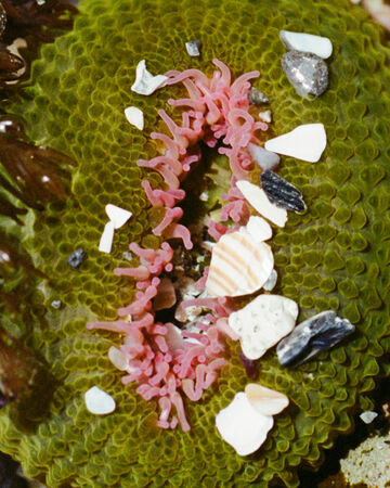 Close-up view of a circular, textured green sea sponge decorated with small pink polyps, sea shells, and stones