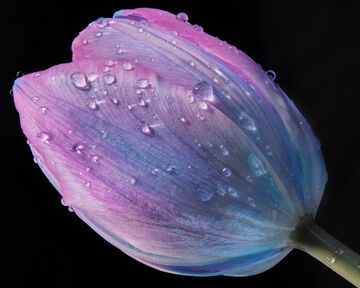 Macro close-up view of clear water droplets scattered across a vibrant purple and blue textured petal surface