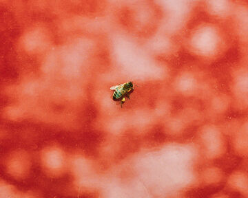 Macro close-up shot of a small green and black insect crawling across a high-contrast, textured reddish-orange organic background canvas