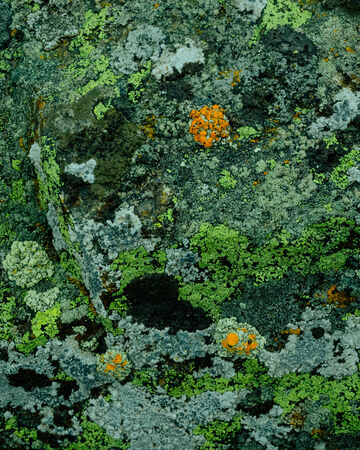 Top-down close-up shot of multi-colored grey, green, and orange natural lichens growing across a rough stone texture