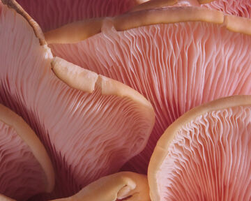 Macro close-up view of overlapping pale pink oyster mushroom gills showing delicate organic folds