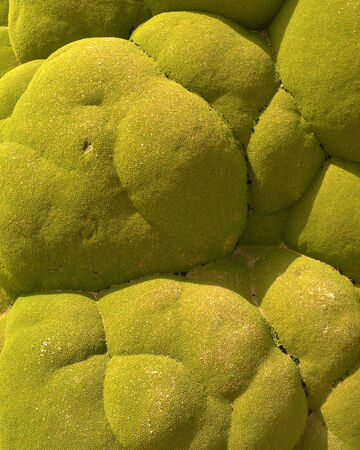 Macro close-up view of a velvety green, textured organic moss or coral-like surface structure