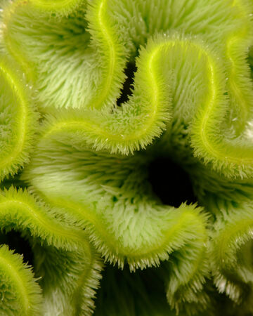 Abstract macro close-up of a vibrant neon green, wavy organic plant texture with fine fuzzy edges