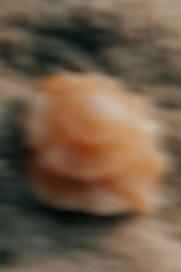 An abstract, highly blurred macro image showing soft orange and beige organic shapes